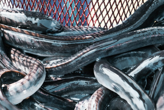 鰻魚收穫