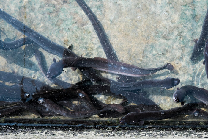 活鰻魚在水中